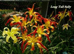 Long Tall Sally (Trimmer, 1996)